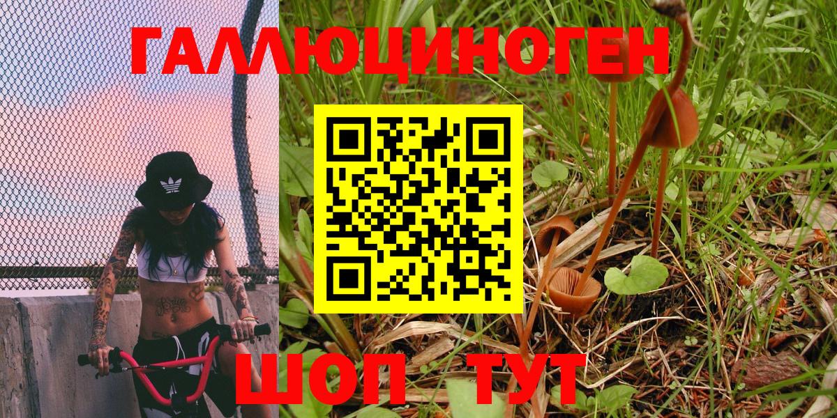 Псилоцибиновые грибы мицелий Отрадное